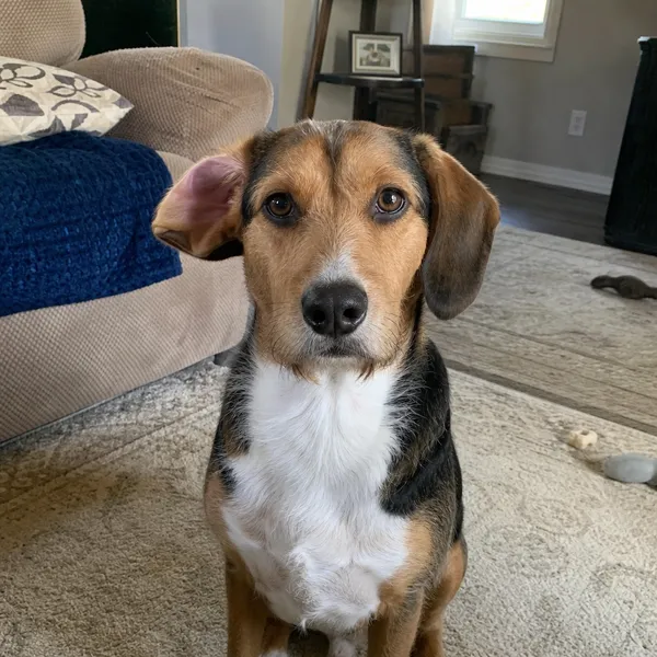 Original phone photo of a beagle